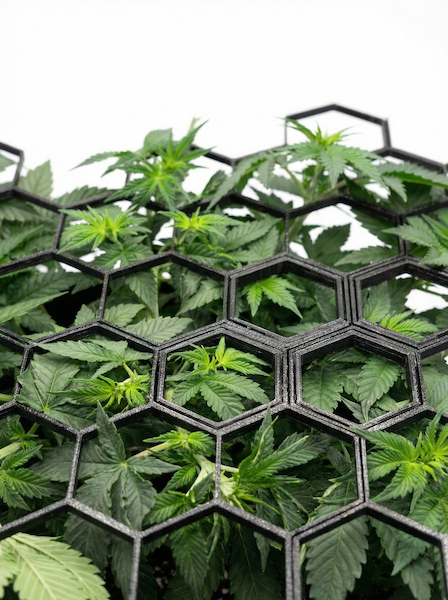 HEX-GROW-SCROG-PLANT
