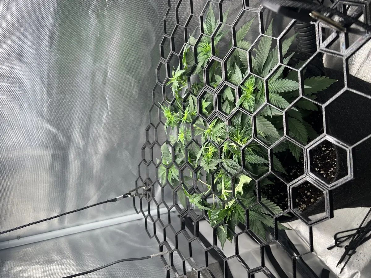 SCROG inside grow tent